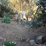 Ginepro Capitana