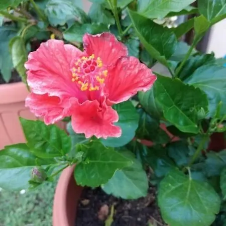 Casa vacanze Ginepro Capitana